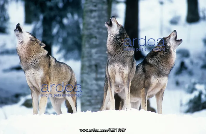 : European Grey Wolf - howling, social contact behaviour : European Grey Wolf - howling, social contact behaviour