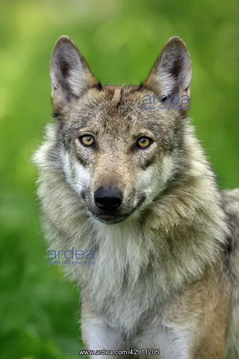 : European Grey Wolf - portrait : European Grey Wolf - portrait