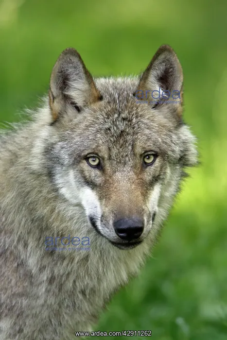 : European Grey Wolf - portrait : European Grey Wolf - portrait