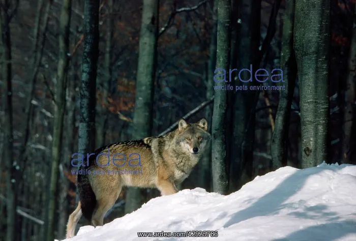 : European Grey Wolf - in snow : European Grey Wolf - in snow