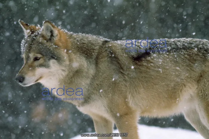  : European Grey Wolf - in snow