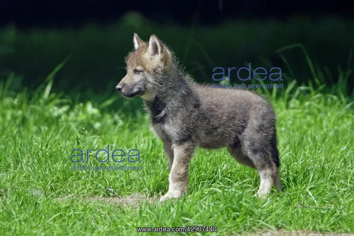 : European Grey Wolf - young cub, alert, 6 weeks old : European Grey Wolf - young cub, alert, 6 weeks old