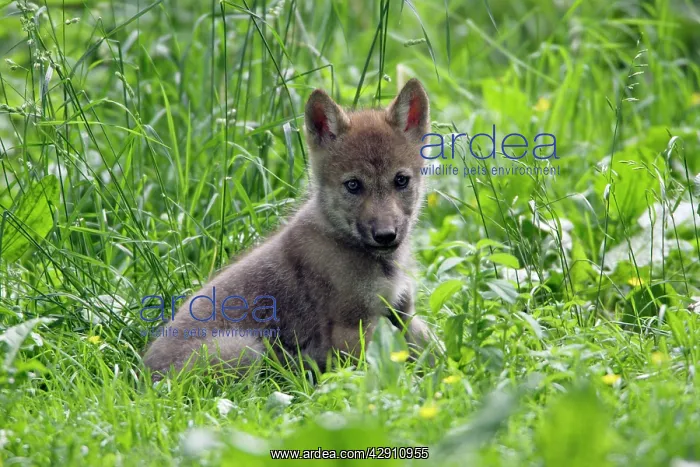 : European Grey Wolf - young cub alert, 6 weeks old : European Grey Wolf - young cub alert, 6 weeks old