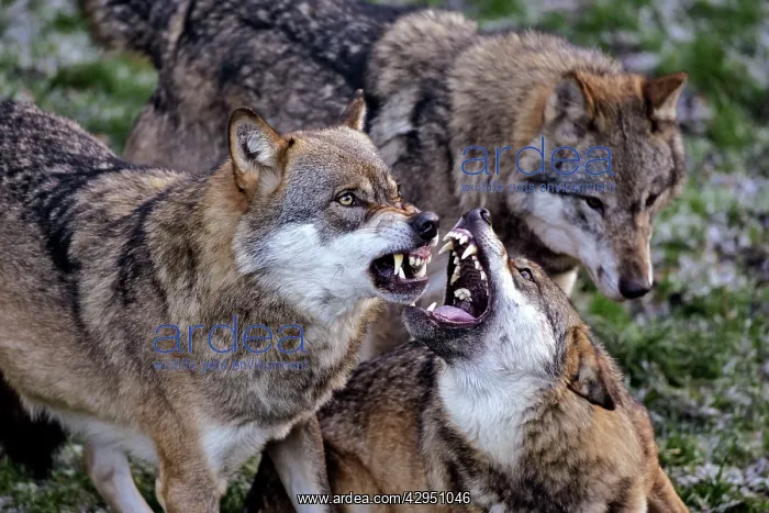 : European Grey Wolves snarling, showing aggression : European Grey Wolves snarling, showing aggression