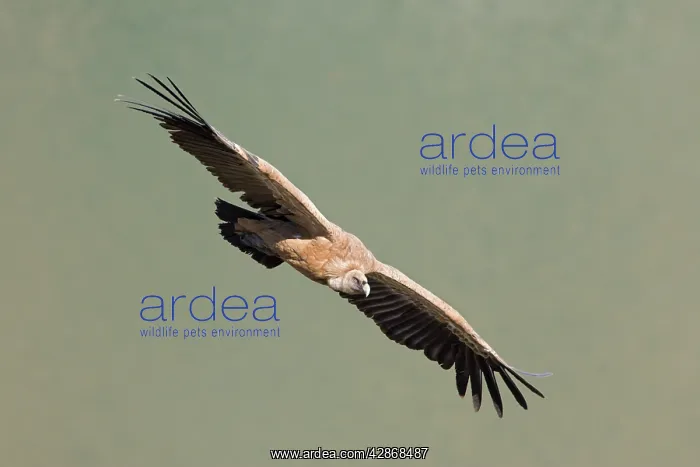 : European Griffon Vulture - In flight : European Griffon Vulture - In flight