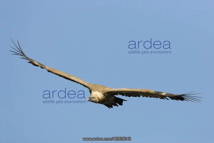 : European Griffon Vulture - In flight - Soaring : European Griffon Vulture - In flight - Soaring