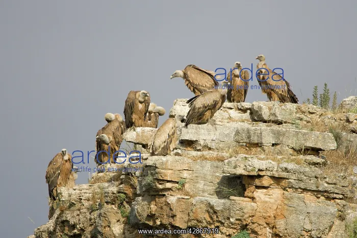 : European Griffon Vulture - Group of vultures resting : European Griffon Vulture - Group of vultures resting