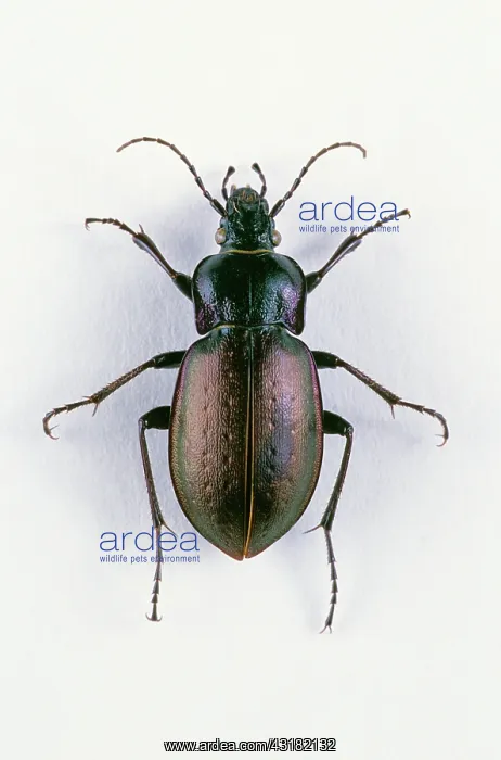 : European Ground Beetle : European Ground Beetle