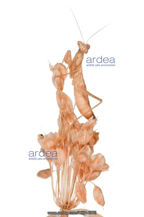  : European Ground Mantis on white background