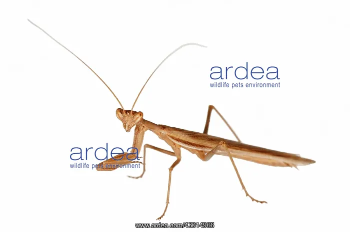 : European Ground Mantis on white background : European Ground Mantis on white background
