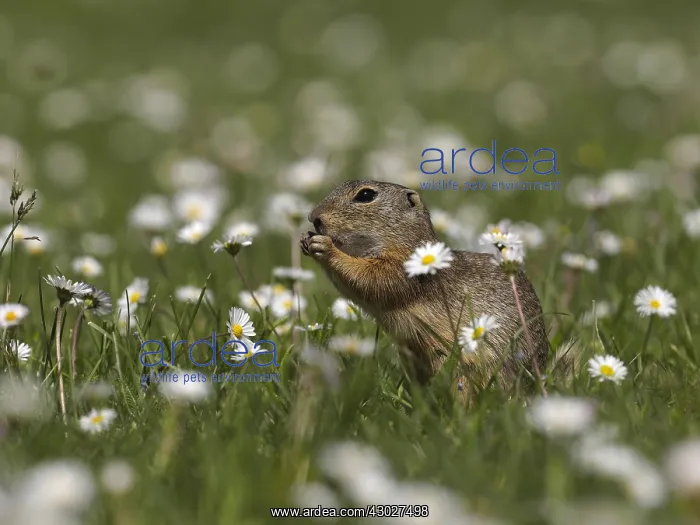 : European Ground sitting in flower meadow and eat : European Ground sitting in flower meadow and eat