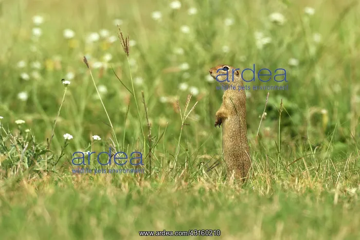  : European Ground Squirrel