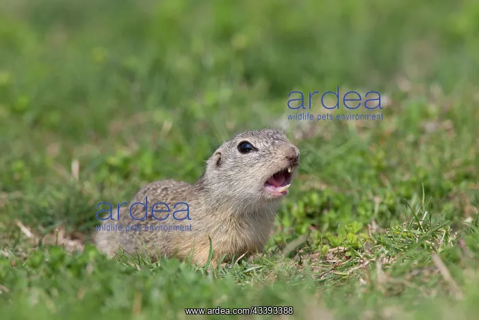 : European Ground Squirrel : European Ground Squirrel