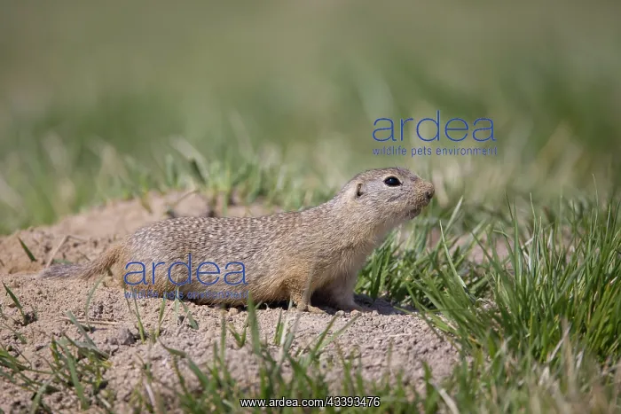 : European Ground Squirrel : European Ground Squirrel