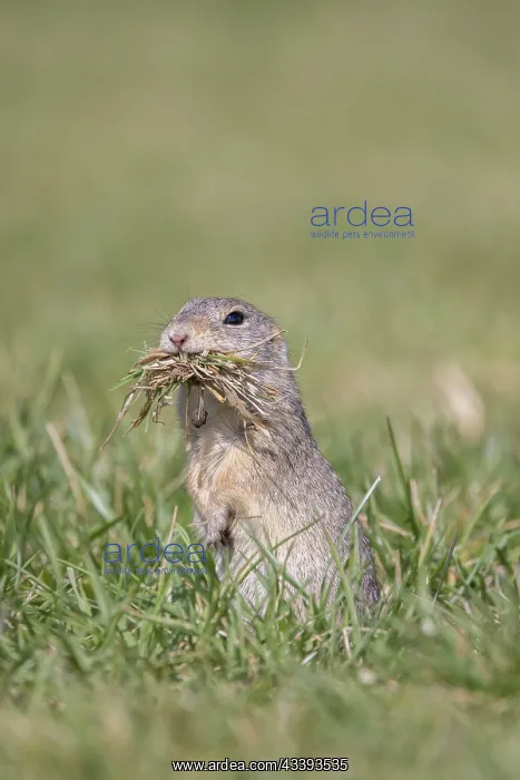 : European Ground Squirrel : European Ground Squirrel