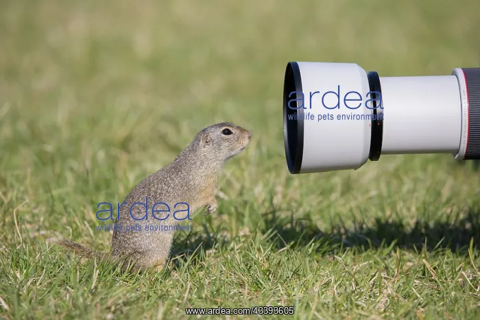 : European Ground Squirrel : European Ground Squirrel
