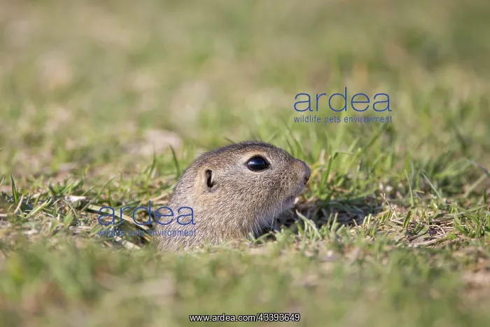 : European Ground Squirrel : European Ground Squirrel
