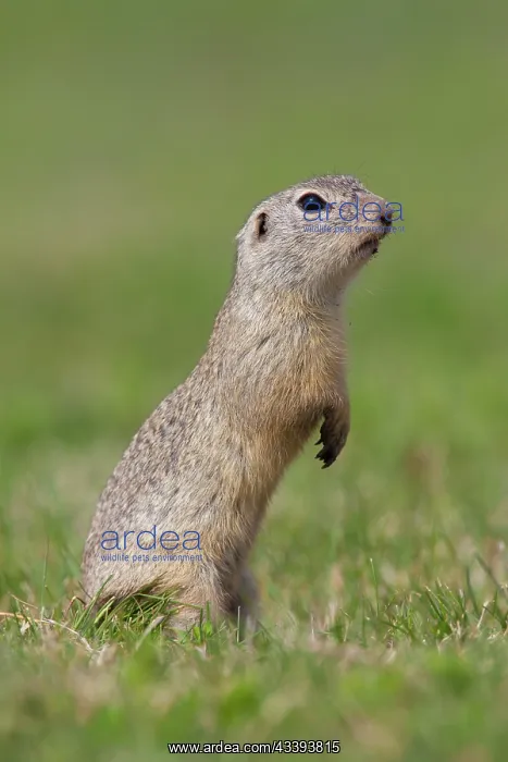 : European Ground Squirrel : European Ground Squirrel