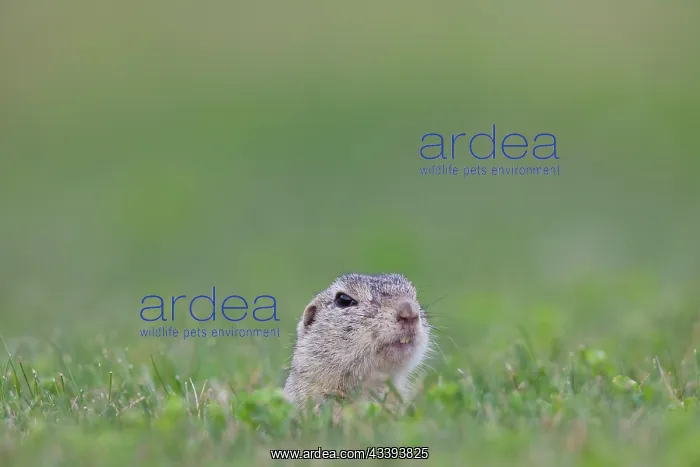 : European Ground Squirrel : European Ground Squirrel