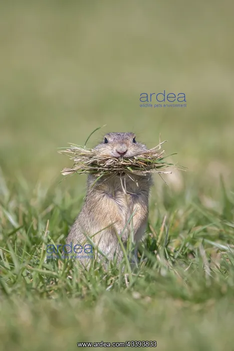 : European Ground Squirrel : European Ground Squirrel