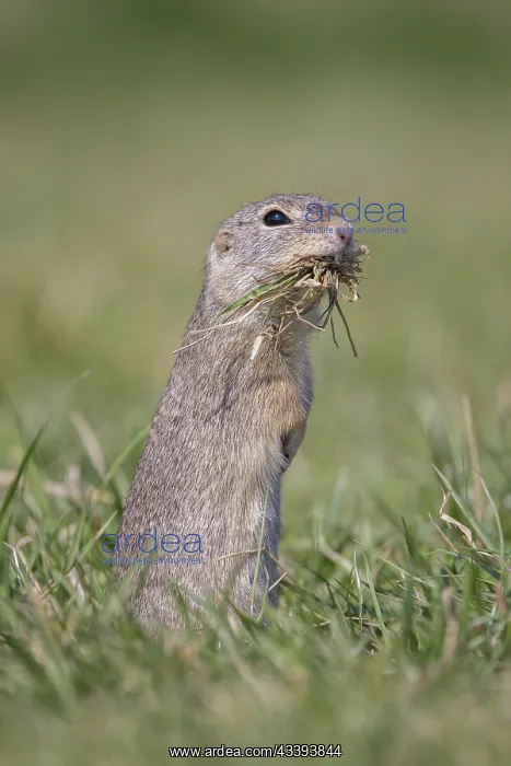 : European Ground Squirrel : European Ground Squirrel