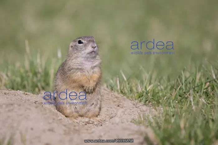 : European Ground Squirrel : European Ground Squirrel