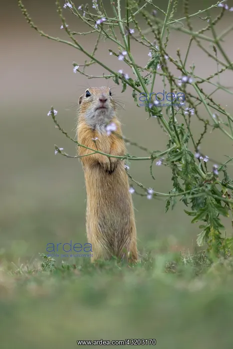 : European Ground Squirrel - Hungary : European Ground Squirrel - Hungary