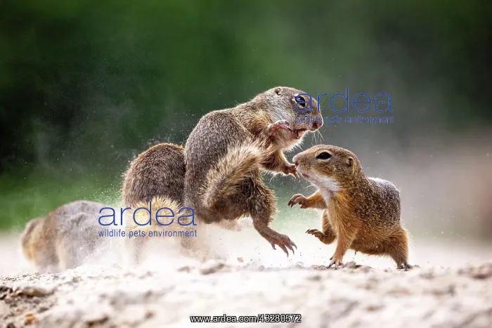  : European ground squirrel (Spermophilus citellu)