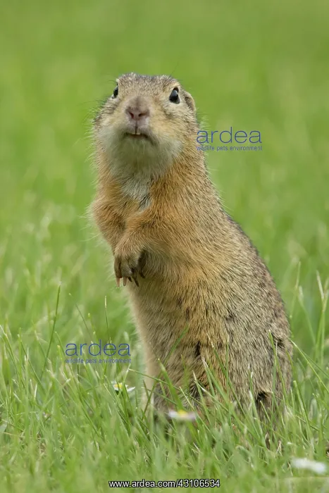  : European ground squirrel (Spermophilus citellus)