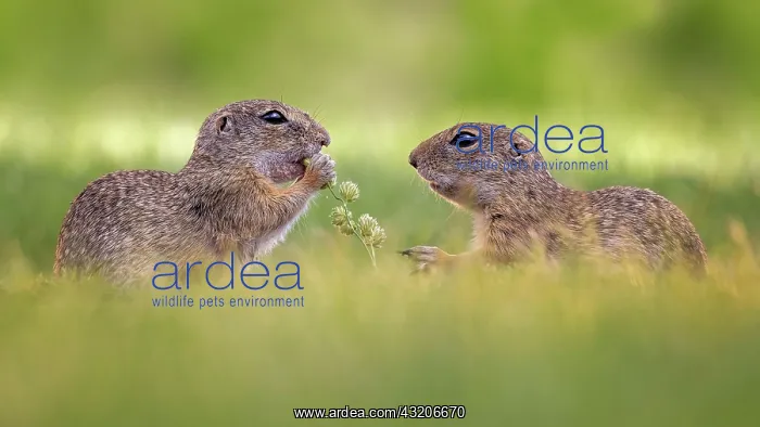 : European ground squirrel (Spermophilus citellus) : European ground squirrel (Spermophilus citellus)