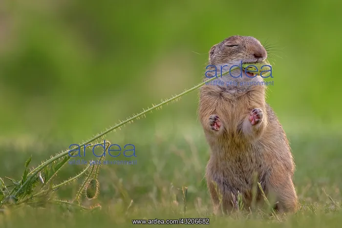 : European ground squirrel (Spermophilus citellus) : European ground squirrel (Spermophilus citellus)