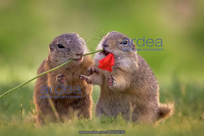 : European ground squirrel (Spermophilus citellus) : European ground squirrel (Spermophilus citellus)