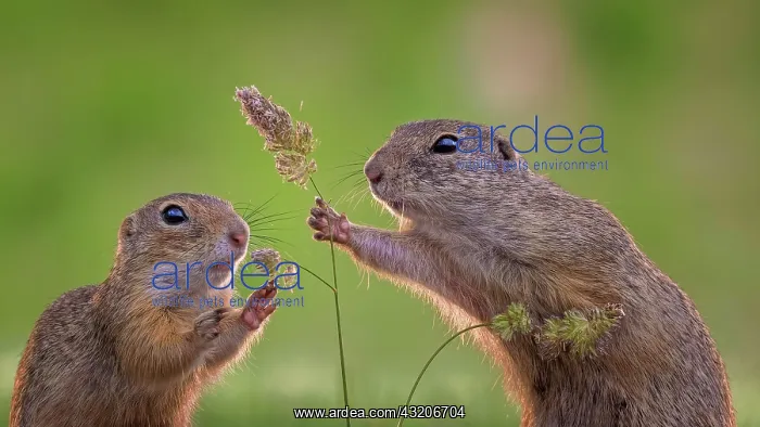 : European ground squirrel (Spermophilus citellus) : European ground squirrel (Spermophilus citellus)