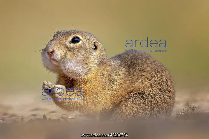 : European ground squirrel (Spermophilus citellus) : European ground squirrel (Spermophilus citellus)