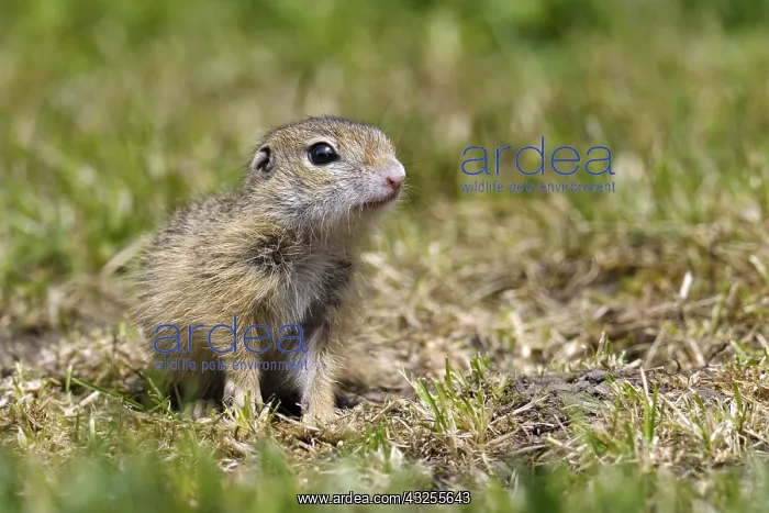 : European Ground Squirrel (Spermophilus citellus : European Ground Squirrel (Spermophilus citellus