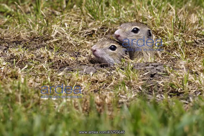 : European Ground Squirrel (Spermophilus citellus : European Ground Squirrel (Spermophilus citellus