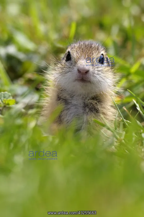 : European Ground Squirrel (Spermophilus citellus : European Ground Squirrel (Spermophilus citellus