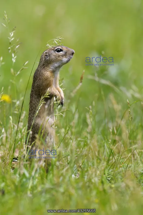 : European Ground Squirrel (Spermophilus citellus : European Ground Squirrel (Spermophilus citellus