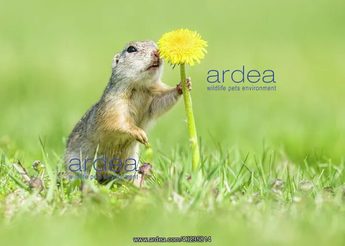 : European ground squirrel (Spermophilus citellus) : European ground squirrel (Spermophilus citellus)