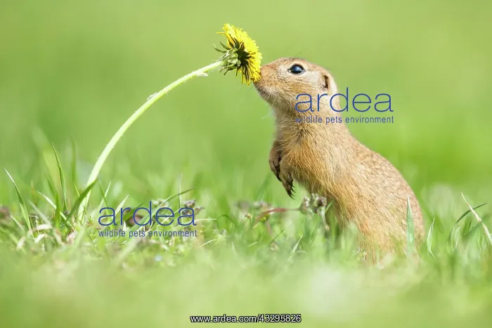 : European ground squirrel (Spermophilus citellus) : European ground squirrel (Spermophilus citellus)