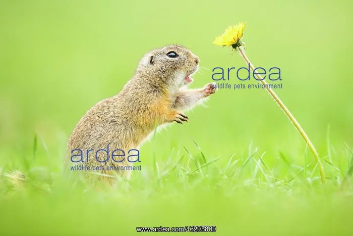 : European ground squirrel (Spermophilus citellus) : European ground squirrel (Spermophilus citellus)