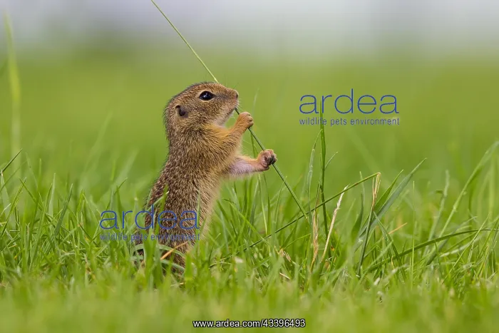 : European Ground Squirrel (Spermophilus citellus) h : European Ground Squirrel (Spermophilus citellus) h