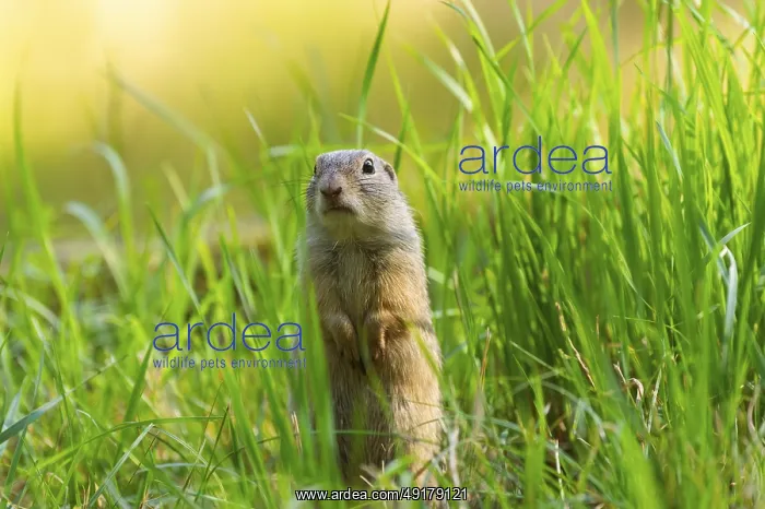 : European ground squirrel (Spermophilus citellus) on a meadwo : European ground squirrel (Spermophilus citellus) on a meadwo