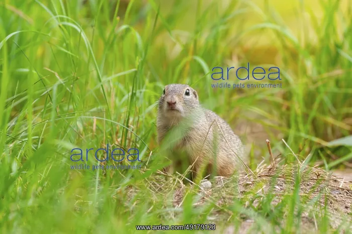: European ground squirrel (Spermophilus citellus) on a meadwo : European ground squirrel (Spermophilus citellus) on a meadwo
