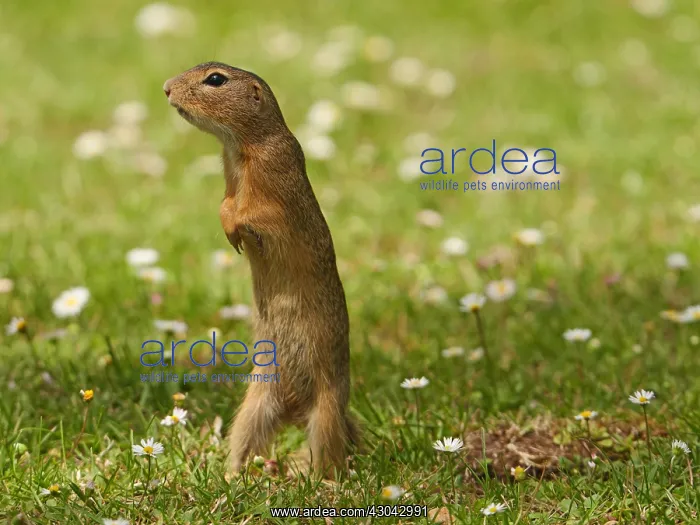 : European Ground Squirrel standing on back legs : European Ground Squirrel standing on back legs