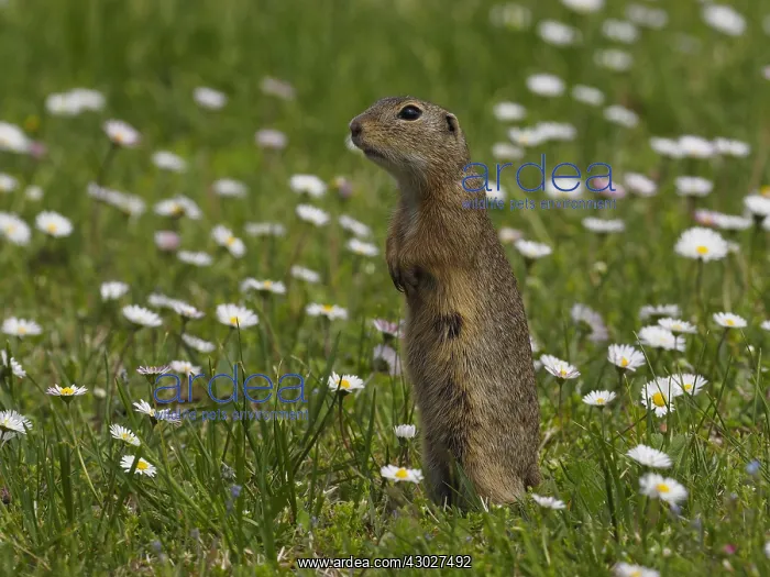 : European Ground squirrel-standing upright in flower : European Ground squirrel-standing upright in flower