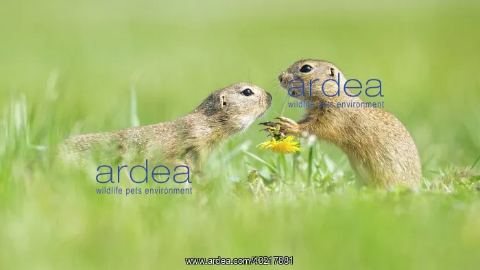  : European ground squirrels (Spermophilus citellus)