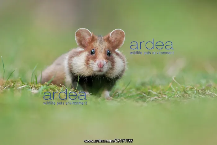 : European Hamster (Cricetus cricetus), young, Simmering : European Hamster (Cricetus cricetus), young, Simmering