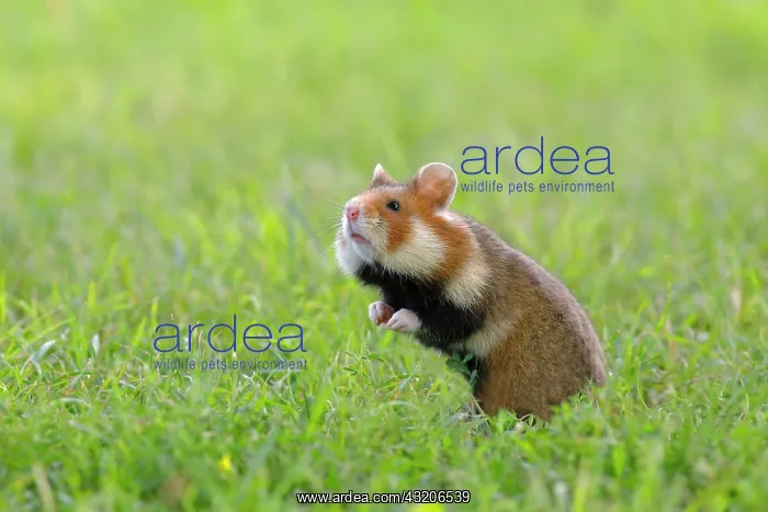 : European hamster (Cricetus cricetus), standing upright : European hamster (Cricetus cricetus), standing upright