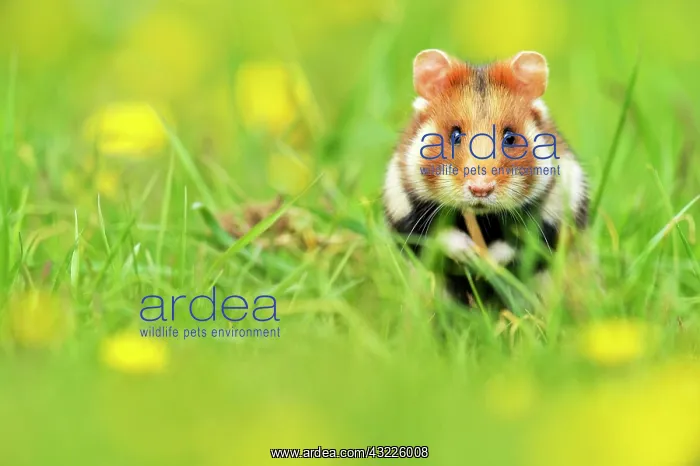 : European Hamster (Cricetus cricetus), feeding, Vienna : European Hamster (Cricetus cricetus), feeding, Vienna